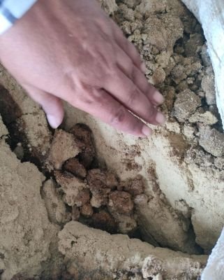 Water Affected Stock of Dhania Powder